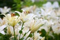 Photo of white lily flowers in the garden with green background. Summer concept. Floral background for web site, greeting card, ba Royalty Free Stock Photo