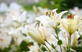 Photo of white lily flowers in the garden with green background. Summer concept. Floral background for web site, greeting card, ba Royalty Free Stock Photo