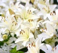 Photo of white lily flowers in the garden with green background. Summer concept. Floral background for web site, greeting card, ba Royalty Free Stock Photo