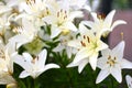 Photo of white lily flowers in the garden with green background. Summer concept. Floral background for web site, greeting card, ba Royalty Free Stock Photo