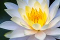 Lotus flowers and pollen