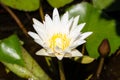 Photo white lotus in fish pond in front of house ornamental plants.