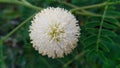 Photo of the white mimosa pudica flower or the Latin name mimosa pudica Royalty Free Stock Photo