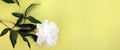 Photo of white pion flowers with yellow background. Summer concept. Floral background for web site, greeting card, banner, flower Royalty Free Stock Photo