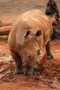 White Rhinoceros In The Mud