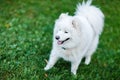 Photo of white spitz on walk on green lawn