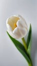 Photo Of White Tulip, Top View Of Beautiful White Tulip. Generative AI