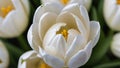 Photo Of White Tulip, Top View Of Beautiful White Tulip. Generative AI