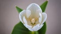 Photo Of White Tulip, Top View Of Beautiful White Tulip. Generative AI