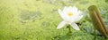 White water lily in pond under sunlight. Blossom time of lotus flower