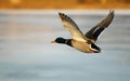 Wild duck over the lake.