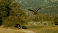 Photo of a wild eagle which is landing in a canyon