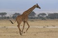 Photo of a Wild Giraffe in Africa