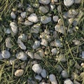 Photo of wild grass mixed with small stones, seamless texture Royalty Free Stock Photo