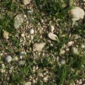Photo of wild grass mixed with small stones, seamless texture Royalty Free Stock Photo