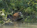 Photo of wild nutria bite the willows twigs Royalty Free Stock Photo