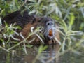 Photo of wild nutria bite the willows twigs Royalty Free Stock Photo