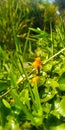 photo of a wild plant often called spilanthes?