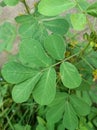 Photo of wild plants growing in the bushes