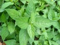 Photo of wild plants growing in the bushes