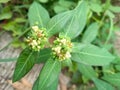 Photo of wild plants growing in the bushes