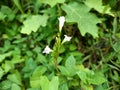 Photo of wild plants growing in the bushes