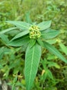 Photo of wild plants growing in the bushes