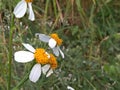 photo of wild plants on the roadside Bidens pilosa plant with beautiful white and yellow flowers Royalty Free Stock Photo