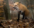 Snarling Fox in Autumn Royalty Free Stock Photo