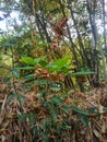 photo Wild vine with brown seeds