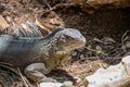 photo of wildlife guana lizard reptile. iguana lizard outdoor. iguana lizard outside. iguana lizard