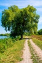Photo of willow tree near beautiful blue lake with road Royalty Free Stock Photo