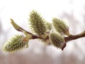 Photo of willow twig with fresh buds