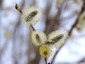 Photo of willow twig with fresh buds