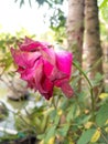 a photo of a wilted pink rose flower