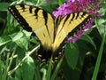 Winged Yellow Swallowtail Butterfly Royalty Free Stock Photo