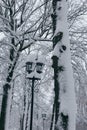 Street lamp in winter