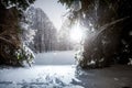 Photo of winter siberia forest at sun rays