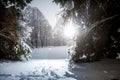 Photo of winter siberia forest at sun rays Royalty Free Stock Photo