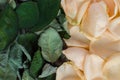 Atmocpheric photo of the withering rose leaves and petals