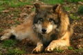 Photo of a Wolf (Canis lupus)