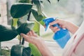 Photo of woman watering green leaves house plant at home keeping blue plastic bottle Royalty Free Stock Photo