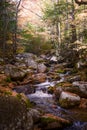 Forest Stream Flowing During Autumn Peak Fall Color