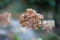 Photo of wonderful dried flower close-up