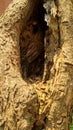 Photo of a wood hool cave