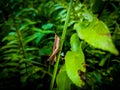 photo of a wood locust that perches on a leaf, and can damage the leaf