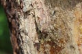 Amber resin on the trunk of a coniferous tree Royalty Free Stock Photo