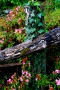 Photo with wooden logs that are entwined with ivy and pink flowers Royalty Free Stock Photo