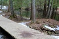 Landscape wooden path in the forest by the river in spring Royalty Free Stock Photo