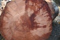 natural mahogany cut tree wood texture hd